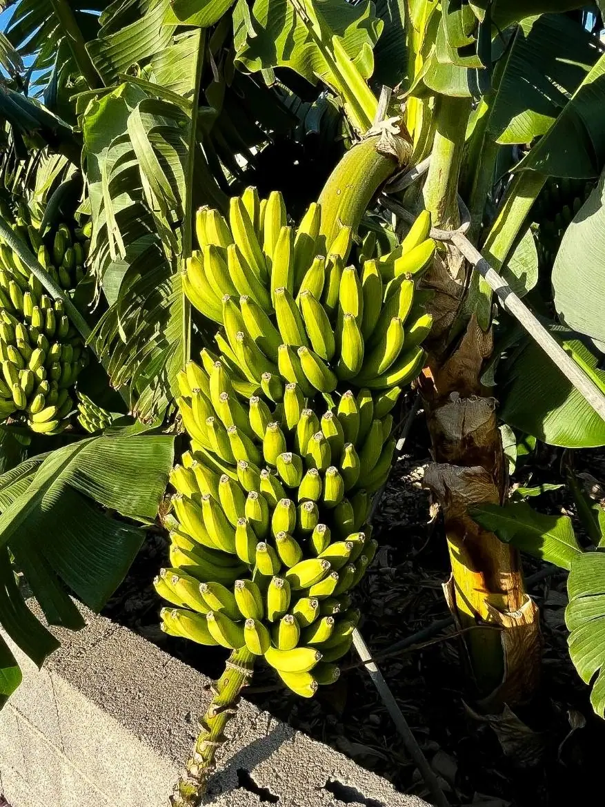Proveedores de frutas y verduras en mercado mayorista